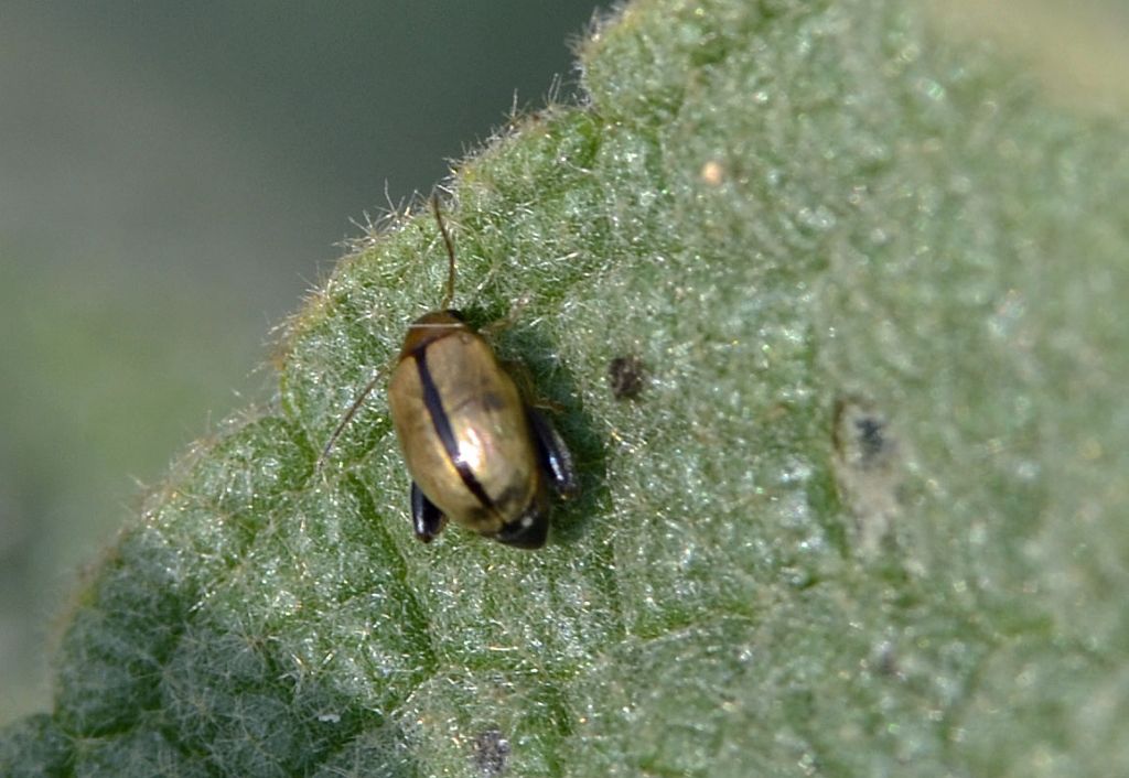 Longitarsus sp., Chrysomelidae